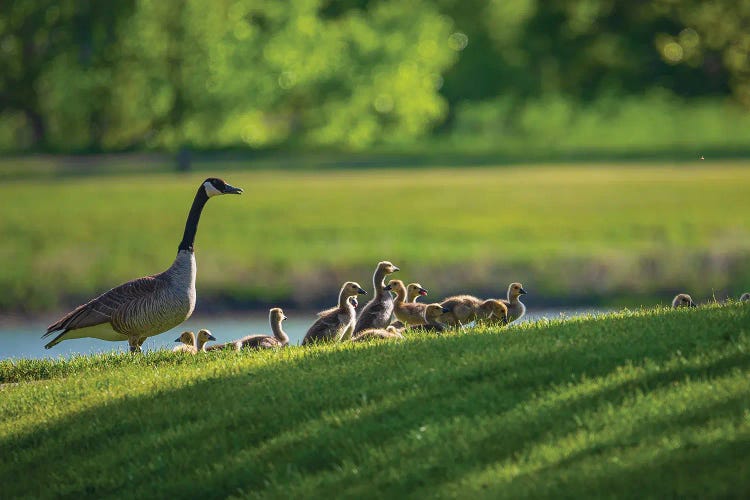 Canada Goose Family In Spring