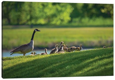 Canada Goose Family In Spring Canvas Art Print - Goose Art