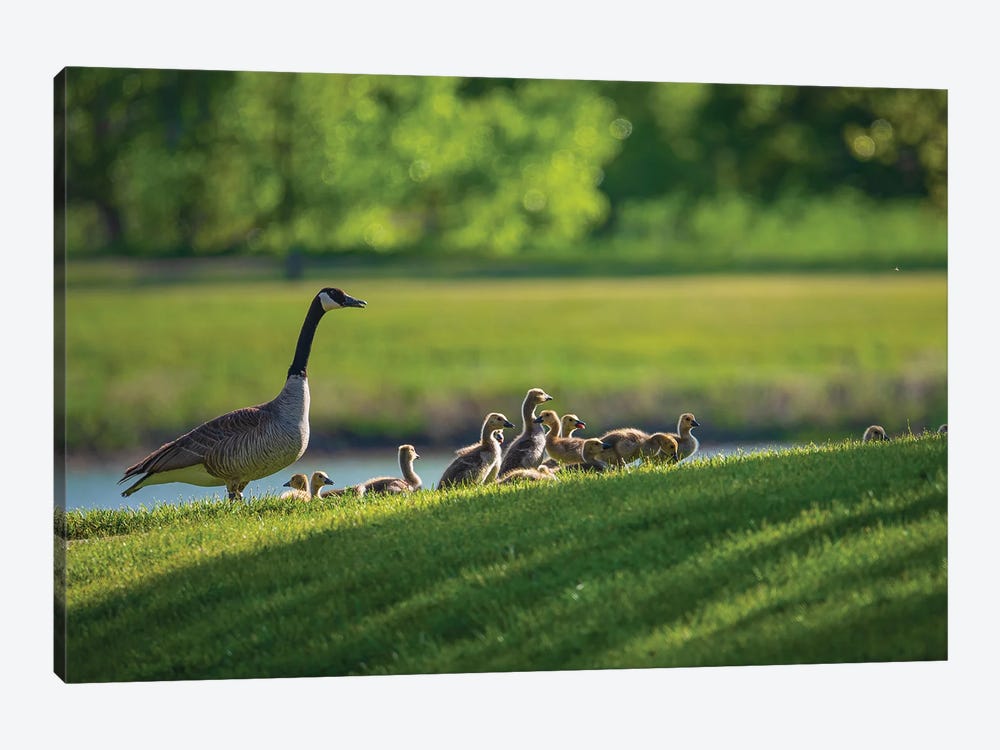 Canada Goose Family In Spring by Christopher Thomas 1-piece Art Print