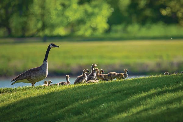 Geese: Canada Goose Family In Spring by Christopher Thomas