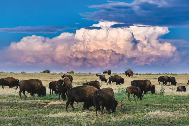 Colorado Bison Herd