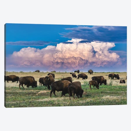 Colorado Bison Herd Canvas Print #CPH32} by Christopher Thomas Canvas Print