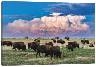 Colorado Bison Herd Canvas Art Print - Bison & Buffalo Art