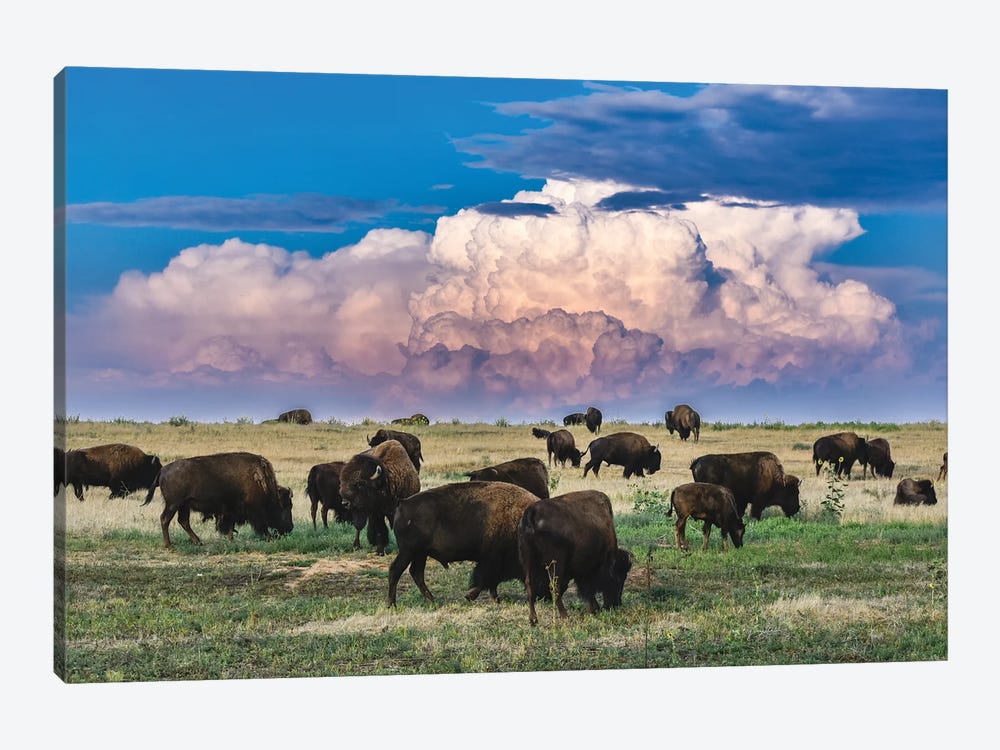 Colorado Bison Herd by Christopher Thomas 1-piece Art Print