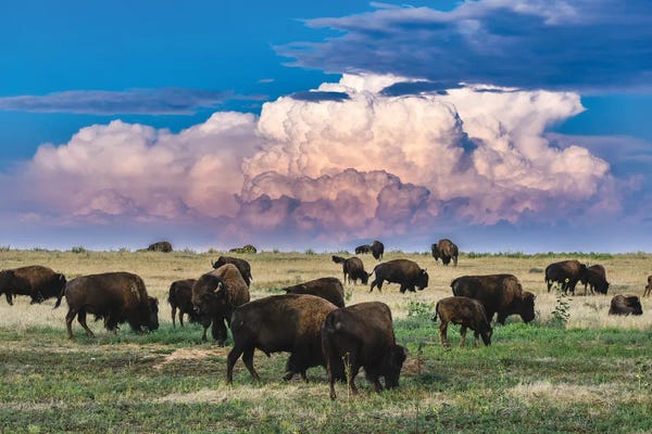 Bison & Buffaloes: Colorado Bison Herd by Christopher Thomas