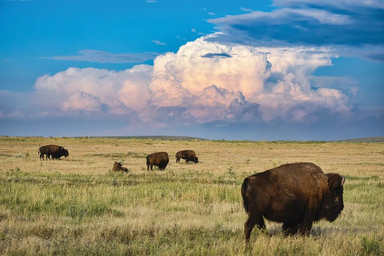 High Plains Bison