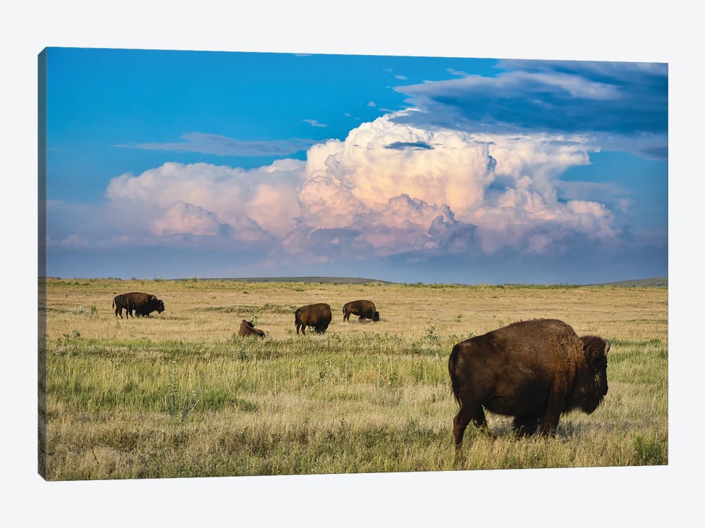 High Plains Bison by Christopher Thomas 1-piece Canvas Art
