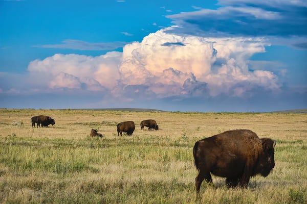 Bison & Buffaloes: High Plains Bison by Christopher Thomas