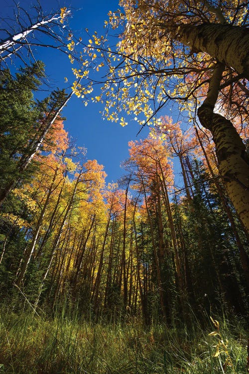 Colorado High Country Aspen Grove by Christopher Thomas wall art