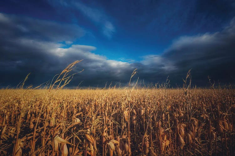 Cornfield Under Autumn Skies