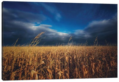 Cornfield Under Autumn Skies Canvas Art Print - Rothko Inspired Photography