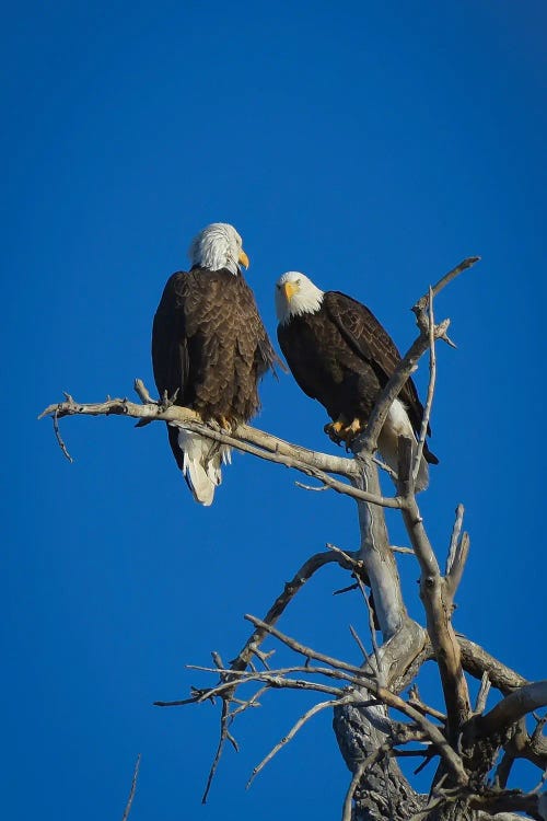 Bald Eagles by Christopher Thomas wall art