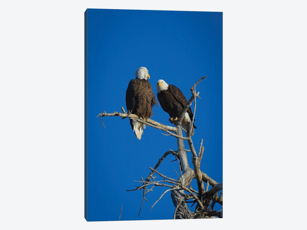 Bald Eagles by Christopher Thomas 1-piece Art Print