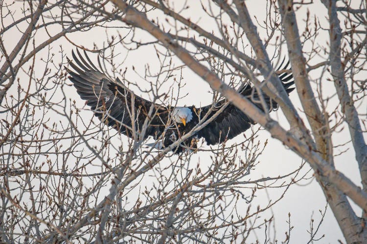 Eagle's Wings by Christopher Thomas wall art