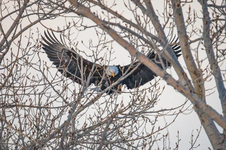 Eagle's Wings