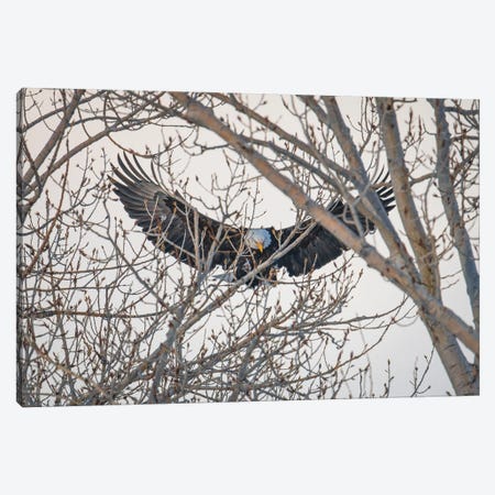 Eagle's Wings Canvas Print #CPH48} by Christopher Thomas Canvas Art