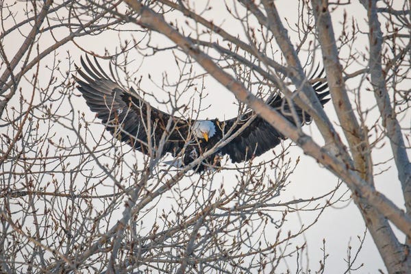 Eagle's Wings