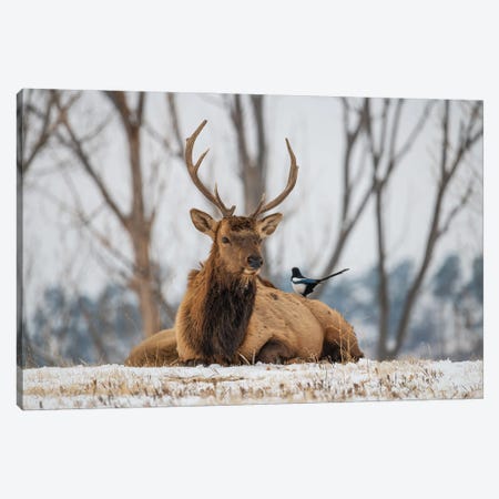 Elk And Magpie Canvas Print #CPH50} by Christopher Thomas Canvas Print