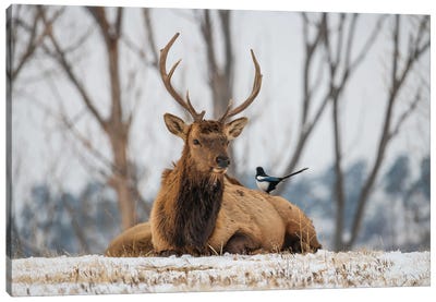 Elk And Magpie Canvas Art Print - Christopher Thomas