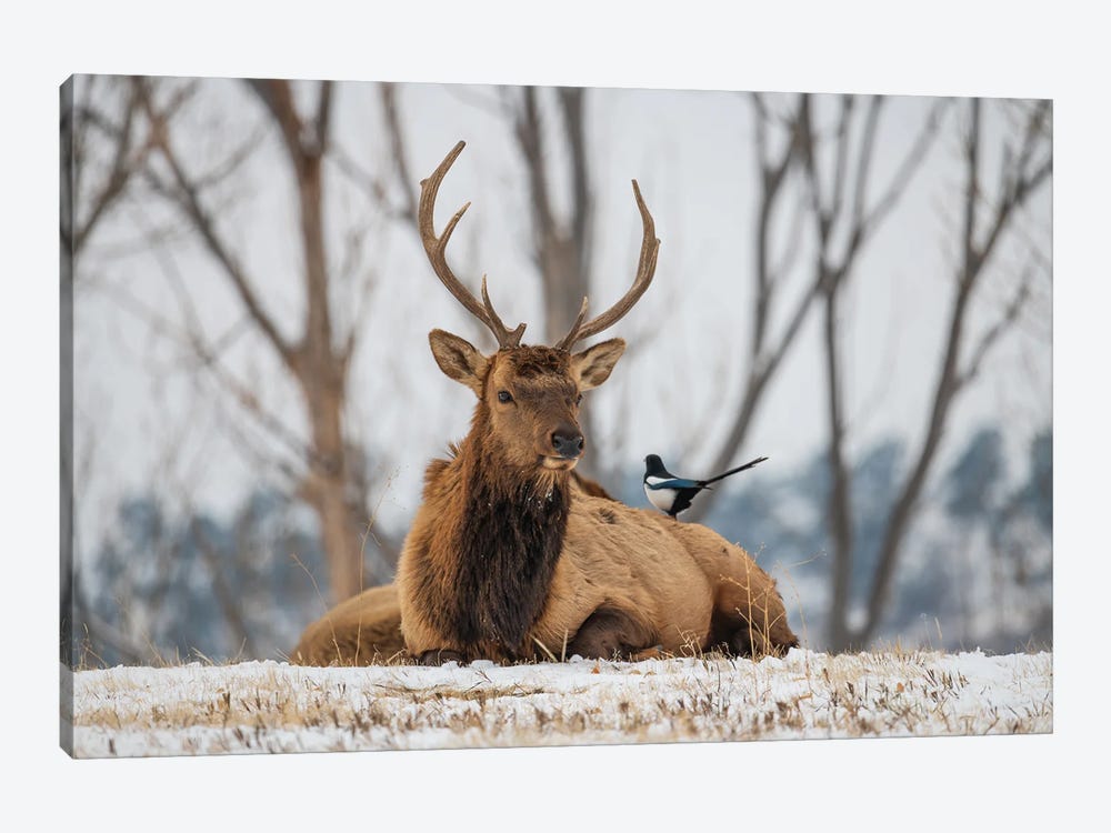 Elk And Magpie by Christopher Thomas 1-piece Canvas Print