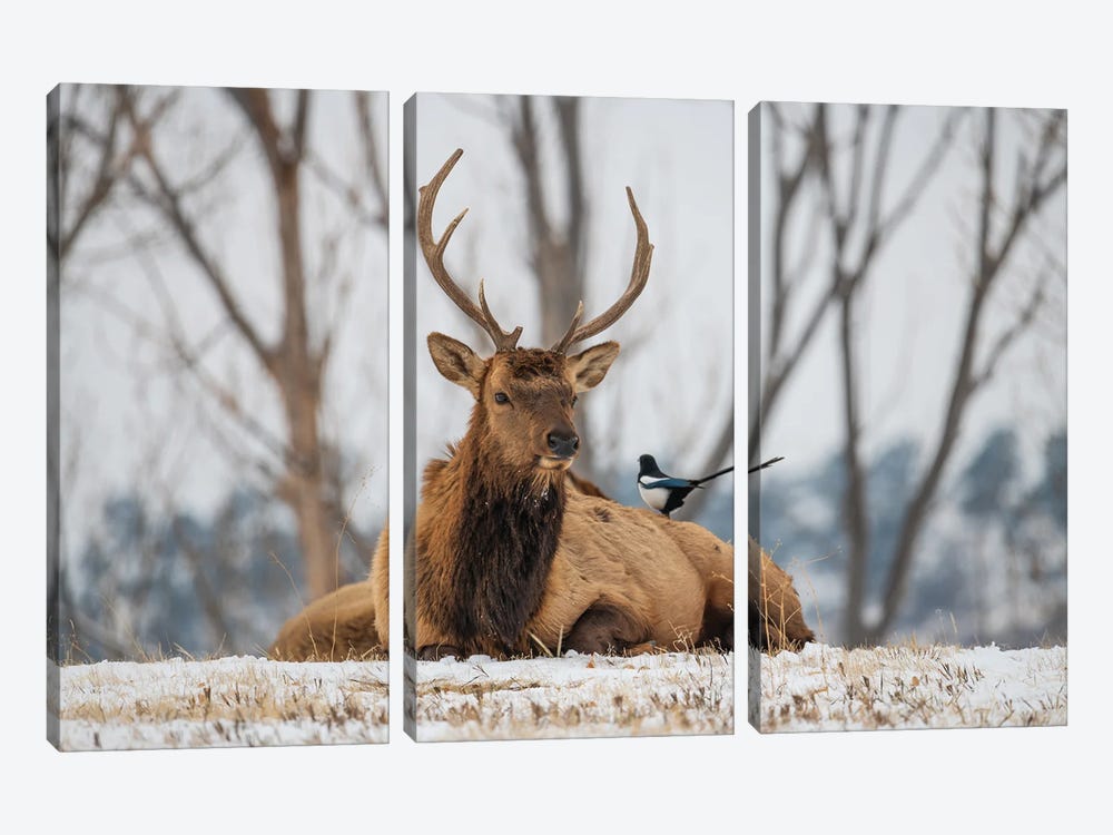Elk And Magpie by Christopher Thomas 3-piece Canvas Art Print