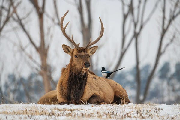 Elk And Magpie