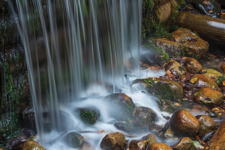 Forest Cascade by Christopher Thomas wall art