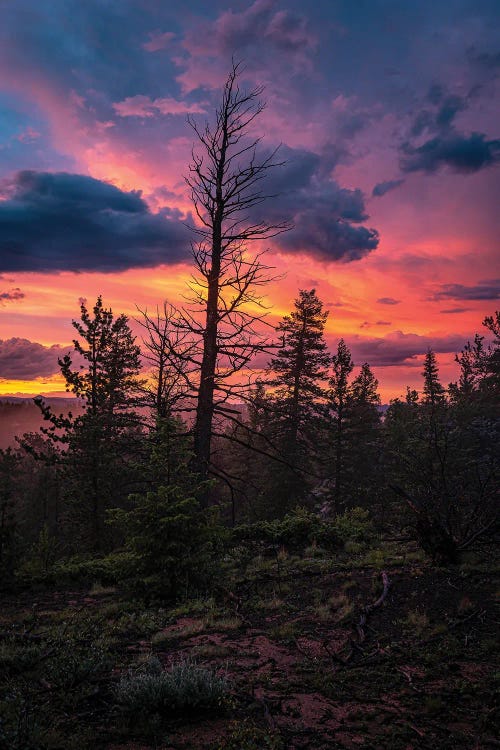 Forest Sunset