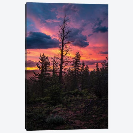 Forest Sunset Canvas Print #CPH58} by Christopher Thomas Art Print