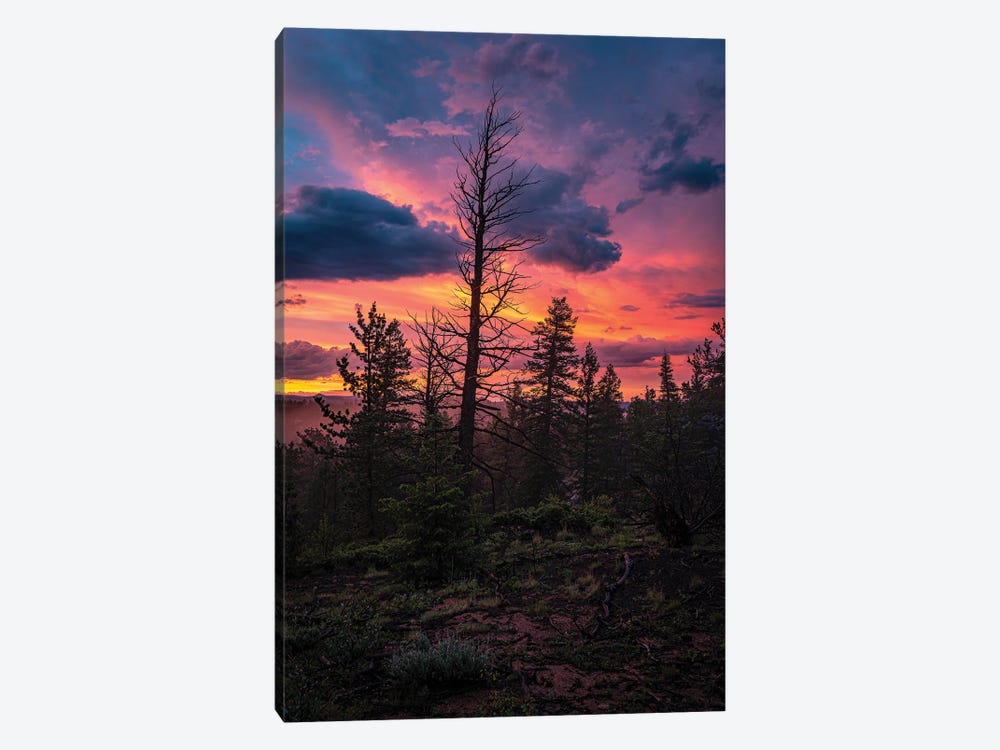 Forest Sunset by Christopher Thomas 1-piece Canvas Print