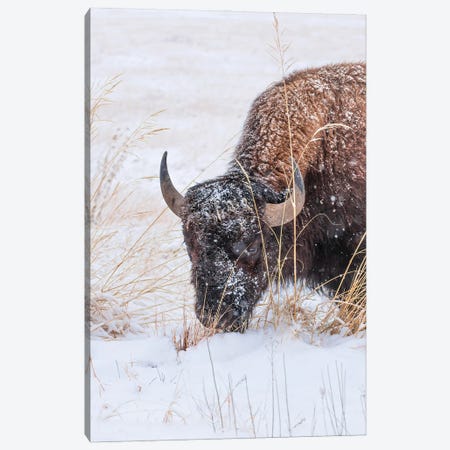 Frosted Bison Face Canvas Print #CPH61} by Christopher Thomas Canvas Artwork