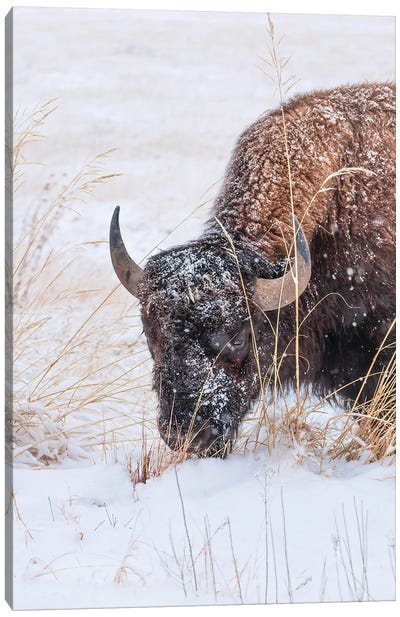 Frosted Bison Face Canvas Art Print - Christopher Thomas