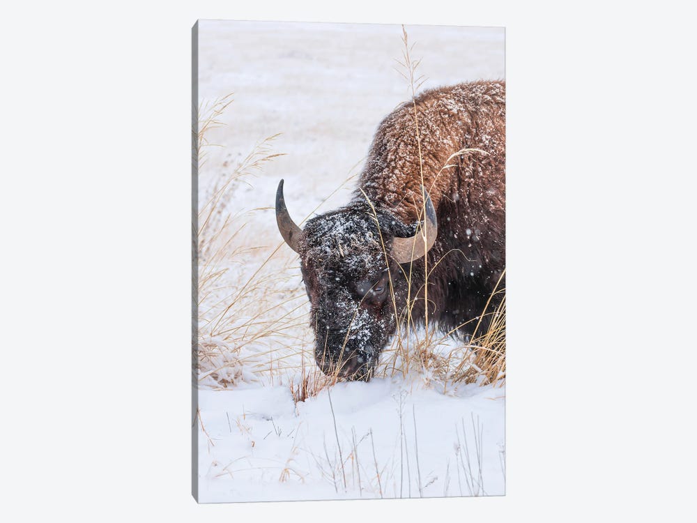 Frosted Bison Face by Christopher Thomas 1-piece Art Print