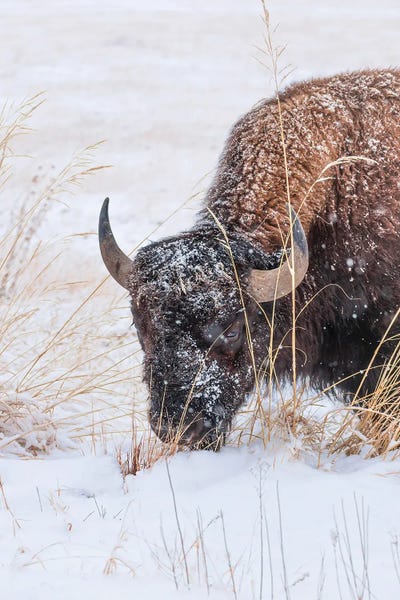 Bison & Buffaloes: Frosted Bison Face by Christopher Thomas