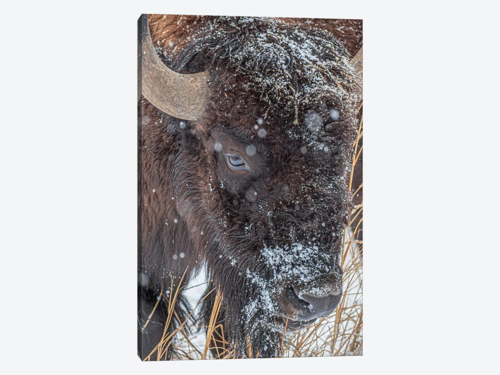 Frosty Beast by Christopher Thomas 1-piece Canvas Wall Art