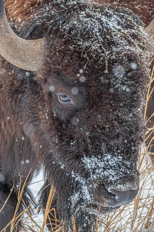 Frosty Beast