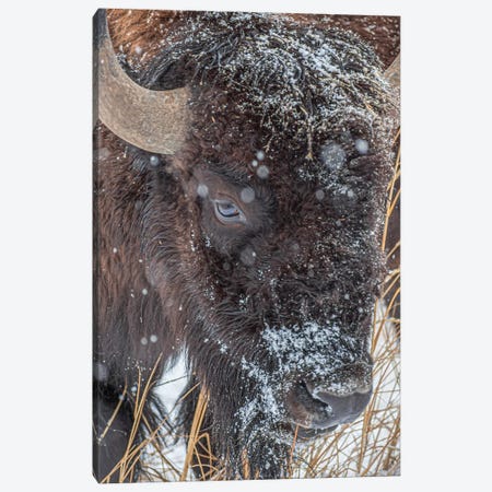 Frosty Beast Canvas Print #CPH62} by Christopher Thomas Canvas Art