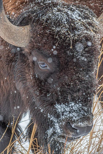 Bison & Buffaloes: Frosty Beast by Christopher Thomas