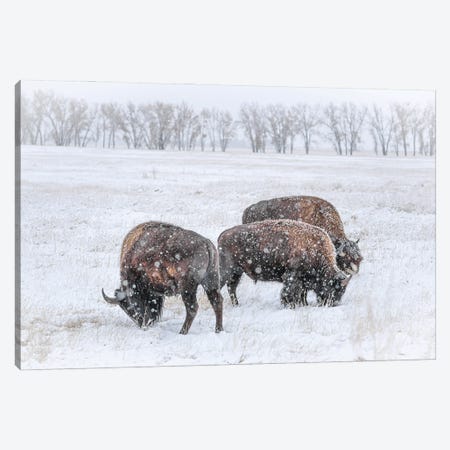 Frosty Bison Trio Canvas Print #CPH63} by Christopher Thomas Canvas Artwork