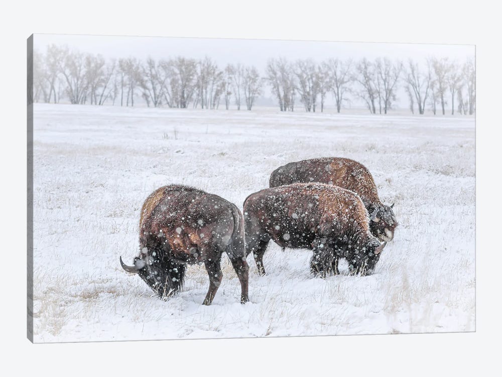 Frosty Bison Trio by Christopher Thomas 1-piece Art Print
