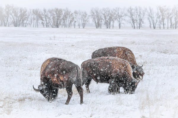 Bison & Buffaloes: Frosty Bison Trio by Christopher Thomas