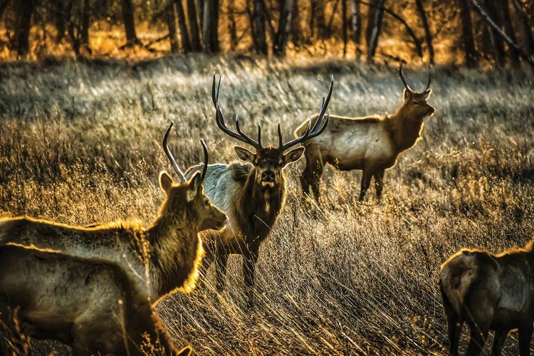 Glowing Herd