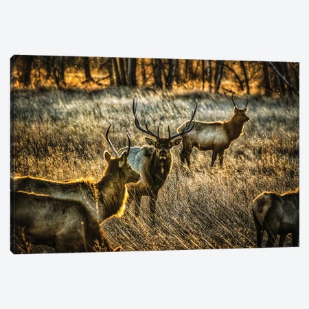 Glowing Herd Canvas Print #CPH66} by Christopher Thomas Canvas Art Print