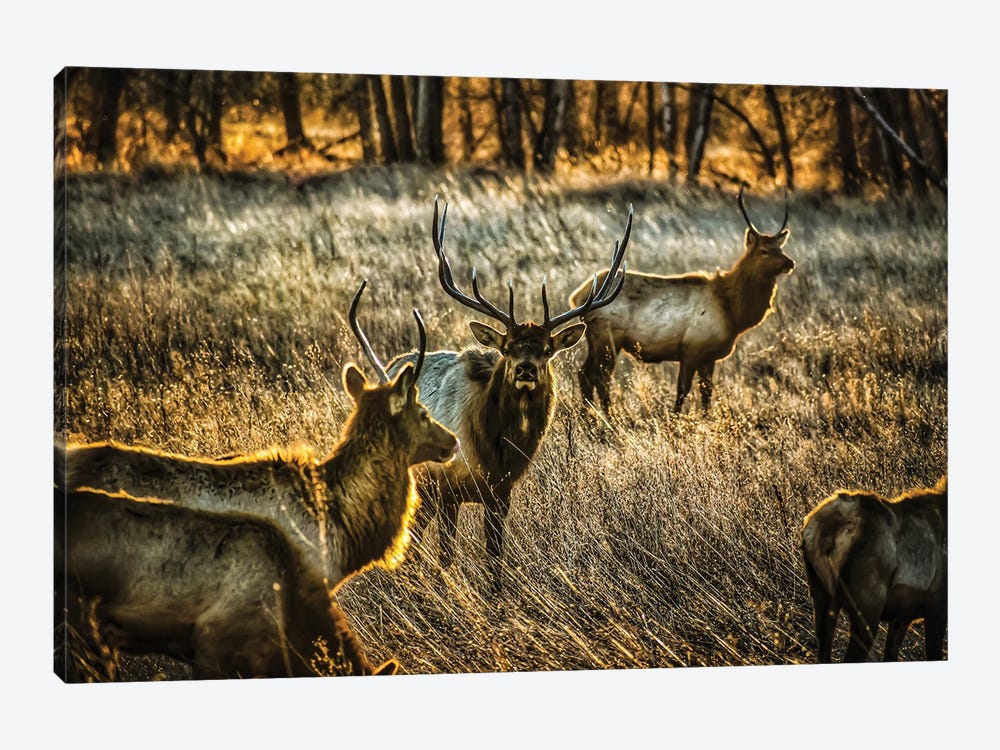 Glowing Herd by Christopher Thomas 1-piece Canvas Wall Art