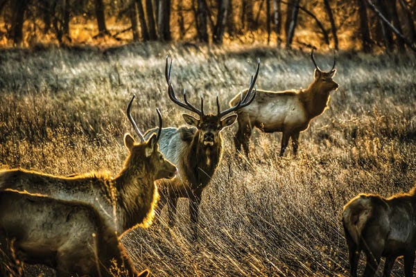 Glowing Herd