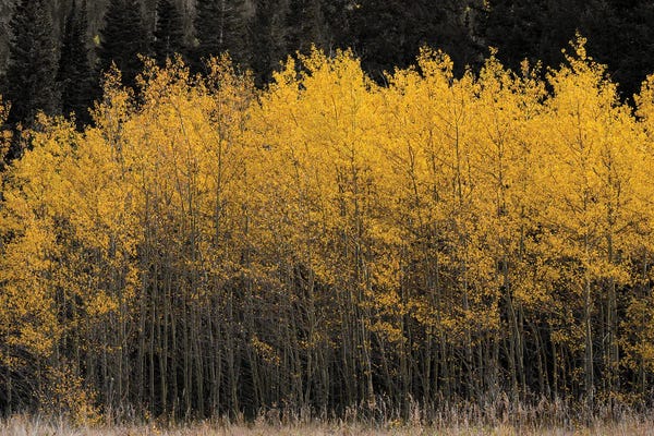 Golden Aspens