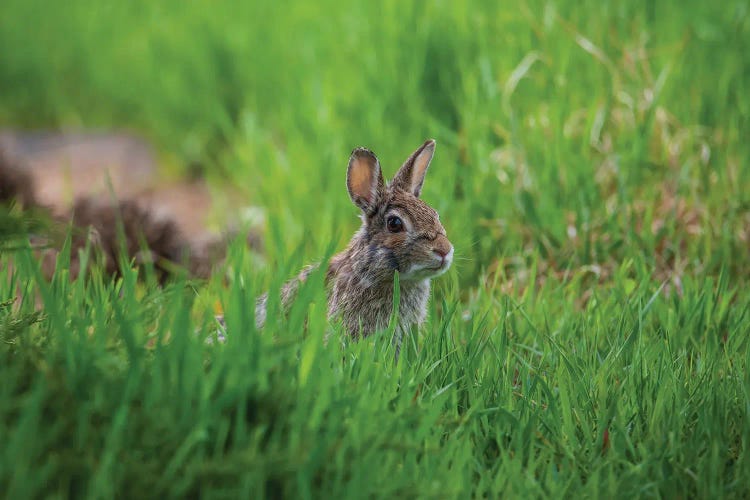 Grassy Paradise by Christopher Thomas wall art