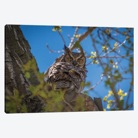 Great Horned Owl Canvas Print #CPH73} by Christopher Thomas Art Print