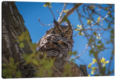 Great Horned Owl Canvas Art Print - Christopher Thomas