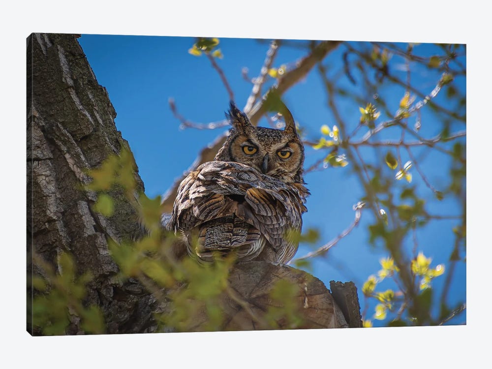 Great Horned Owl by Christopher Thomas 1-piece Canvas Art